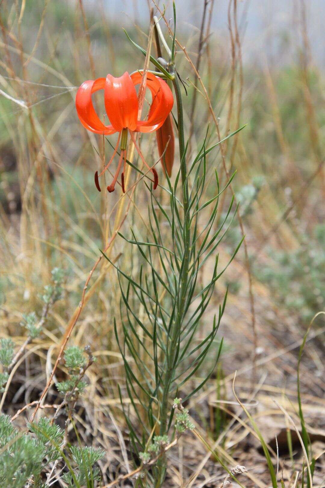 Image of Coral Lily