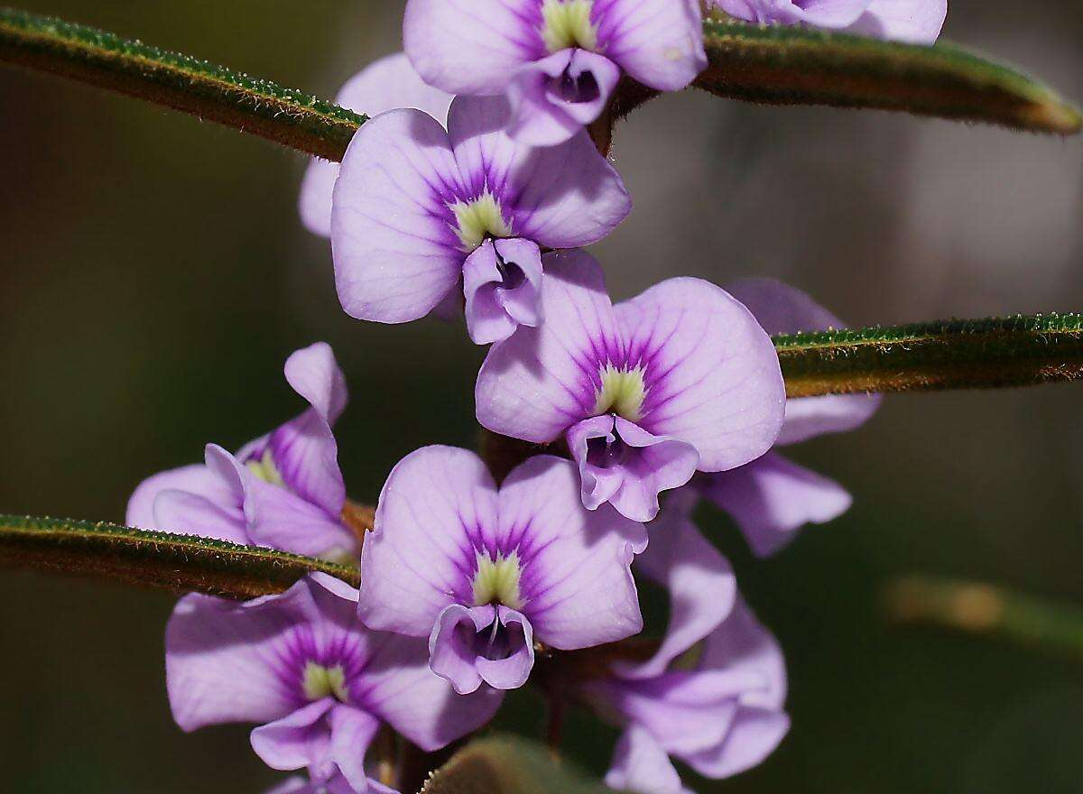 Image of Hovea asperifolia I. Thomps.