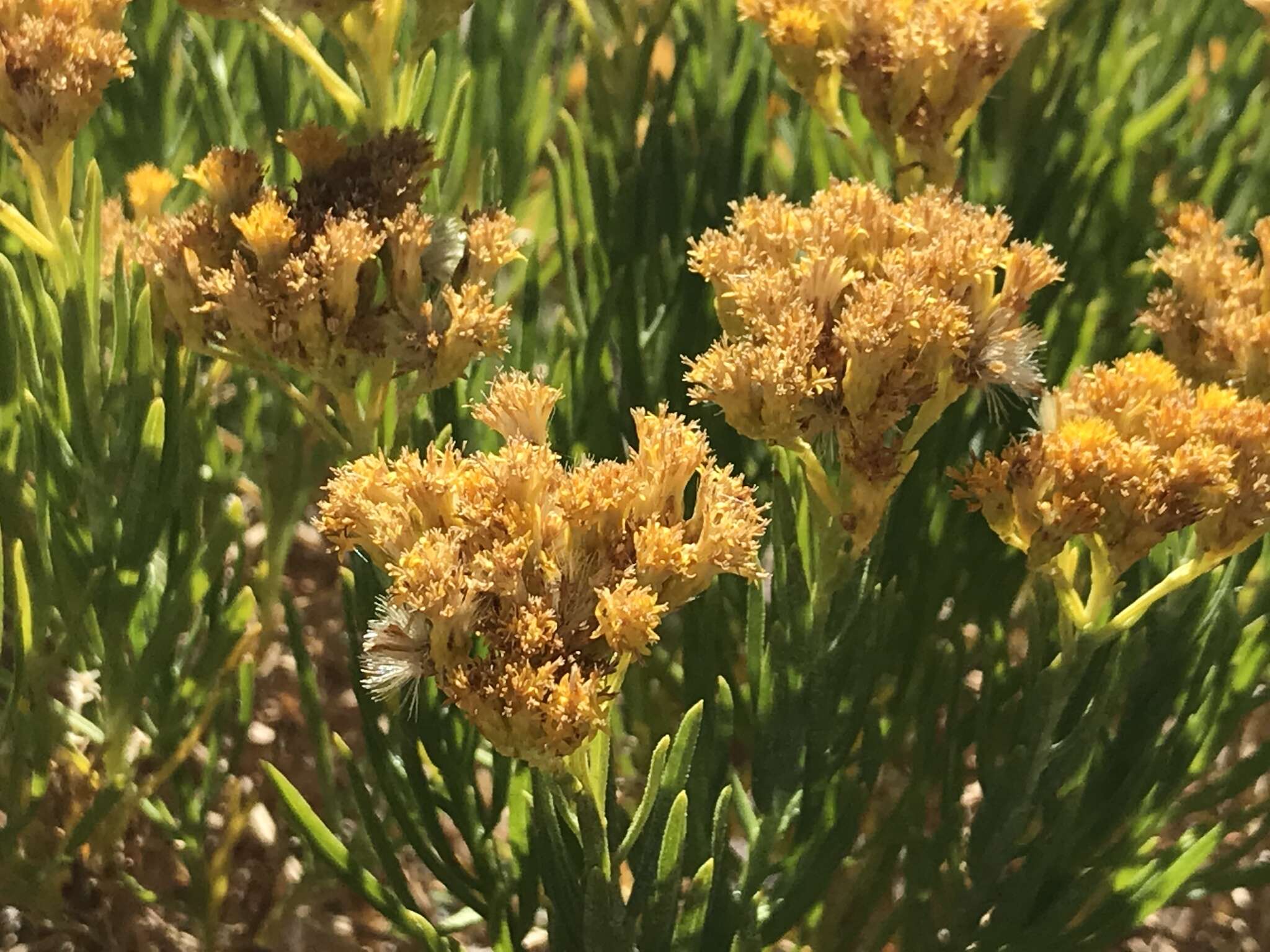 Imagem de Ericameria parishii var. peninsularis (R. Moran) G. L. Nesom