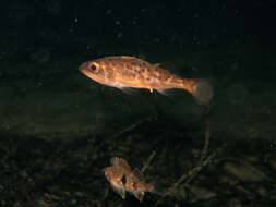 Image of Bocaccio rockfish