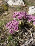 Imagem de Lomatium columbianum Mathias & Constance