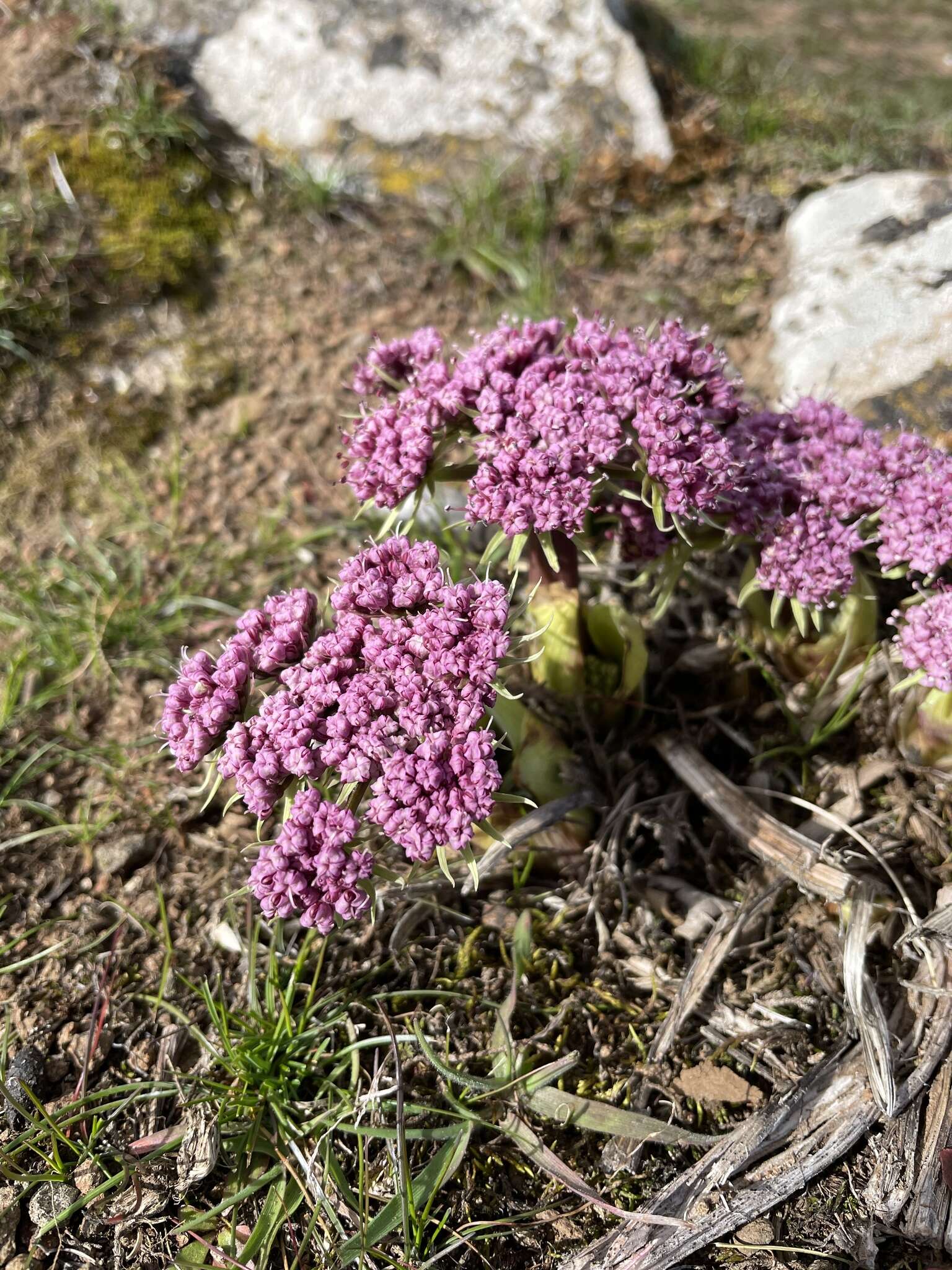 Imagem de Lomatium columbianum Mathias & Constance