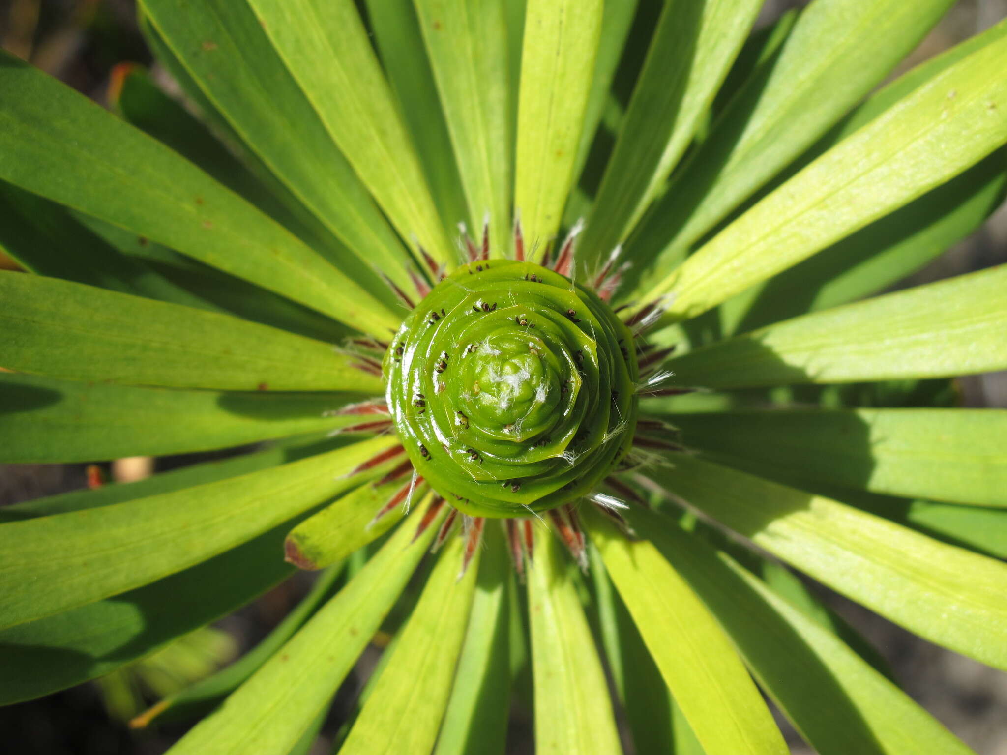 Image of Leucadendron platyspermum R. Br.