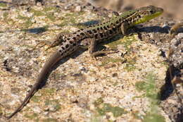 Image of Balkan Wall Lizard