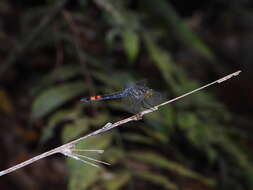 Слика од Agrionoptera sexlineata Selys 1879