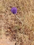 Image de Echinops adenocaulos Boiss.