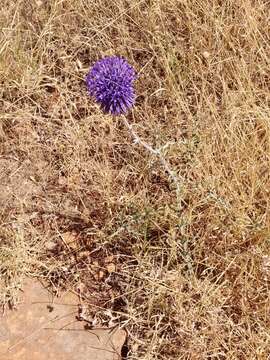 Image of Echinops adenocaulos Boiss.