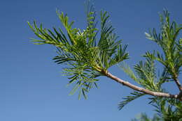 Image of Bursera morelensis Ramirez