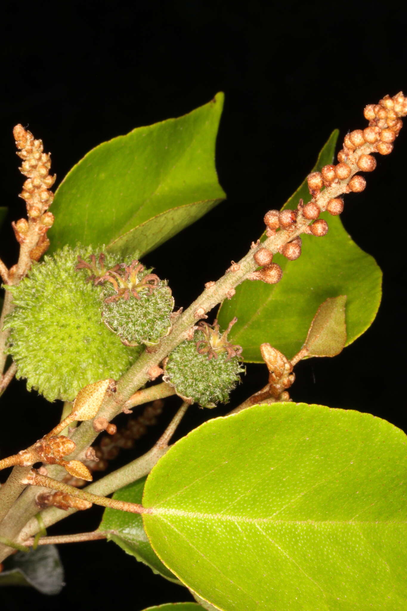 Image of Croton arboreus Millsp.