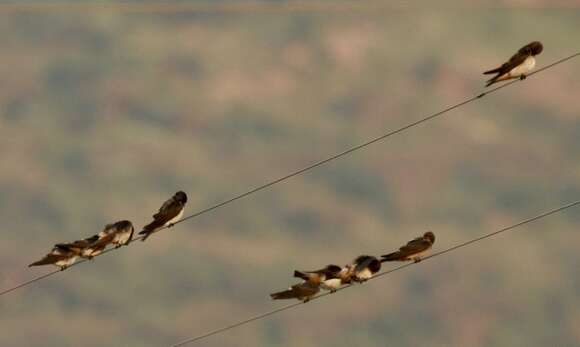 Imagem de Petrochelidon spilodera (Sundevall 1850)