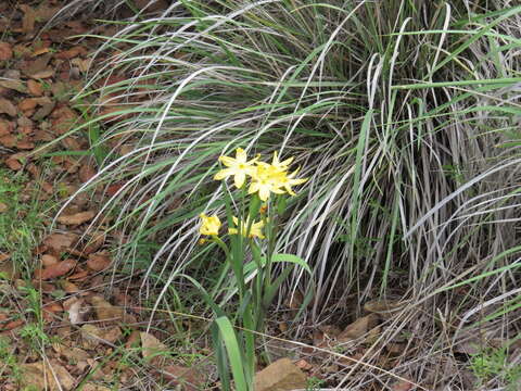 Image of Arizona blue-eyed grass