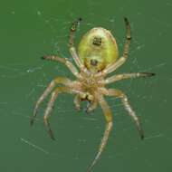 Image of Six-spotted Yellow Orbweaver