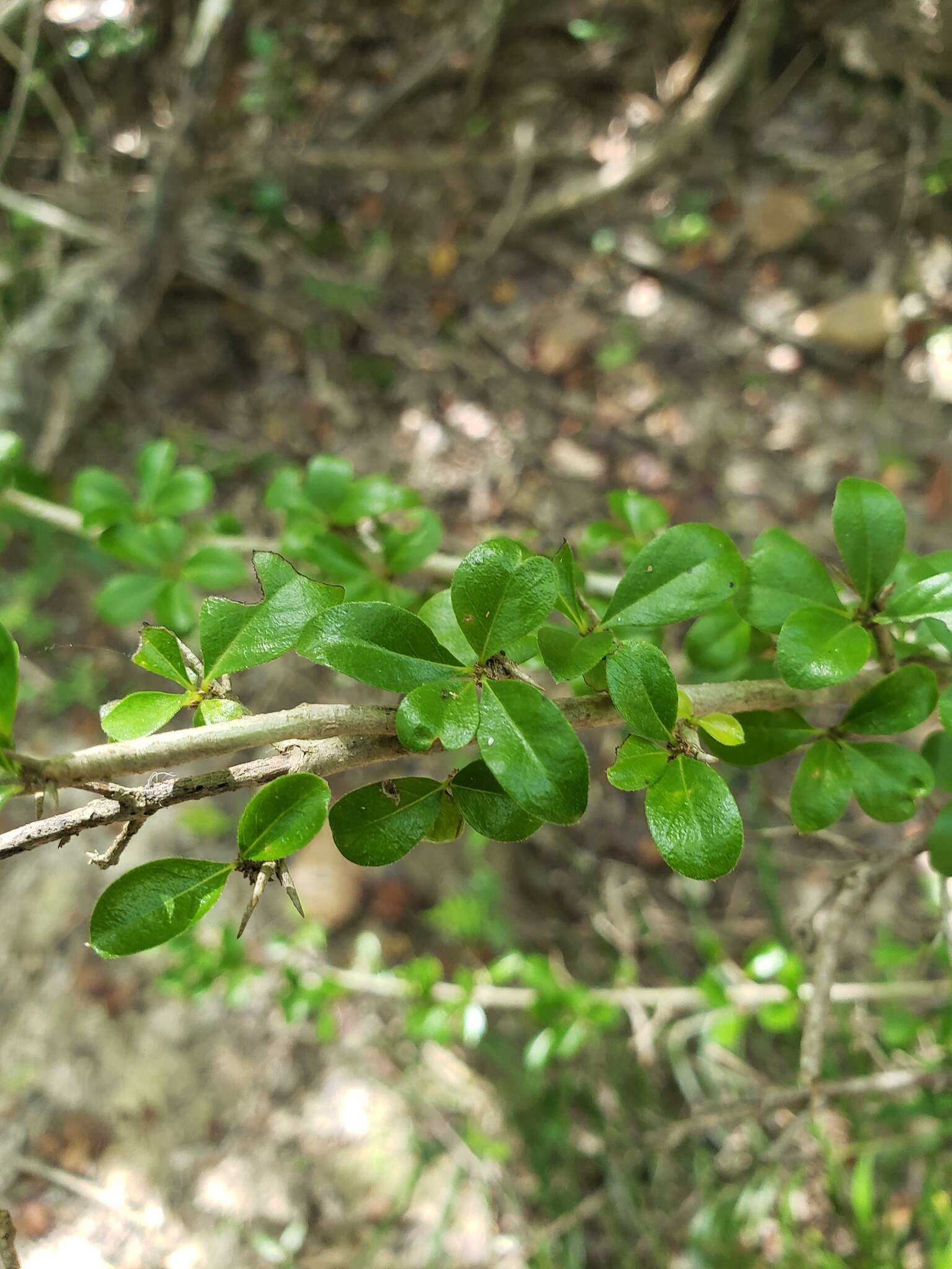 Image of Puerto Rico indigoberry