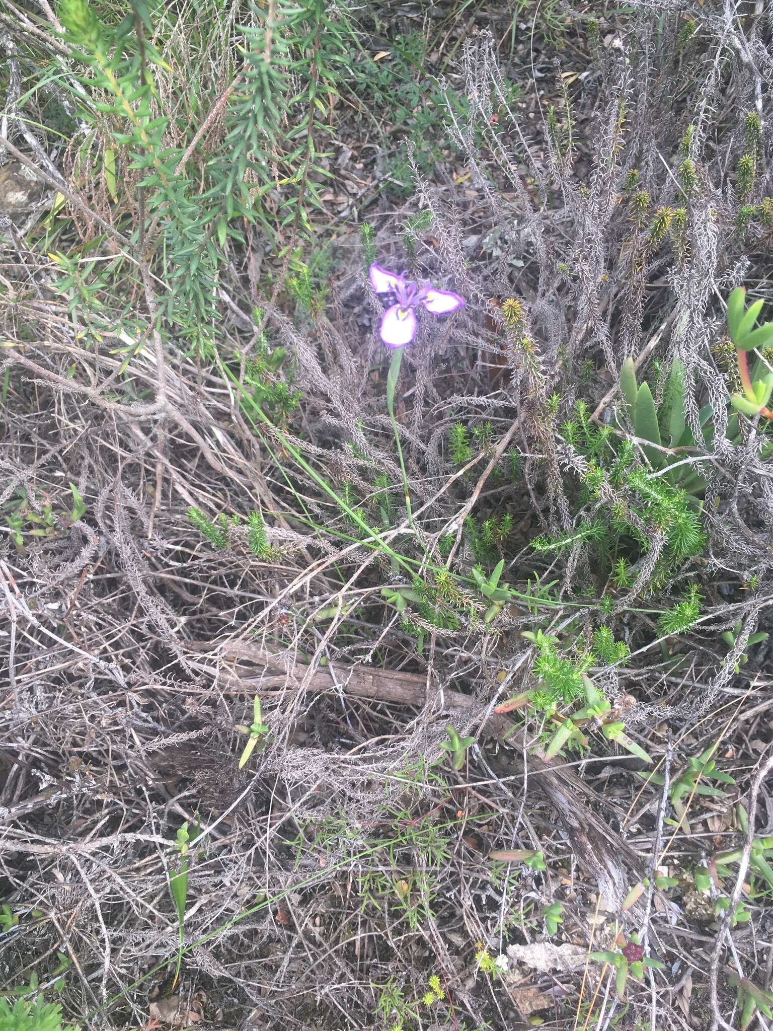 Слика од Moraea algoensis Goldblatt