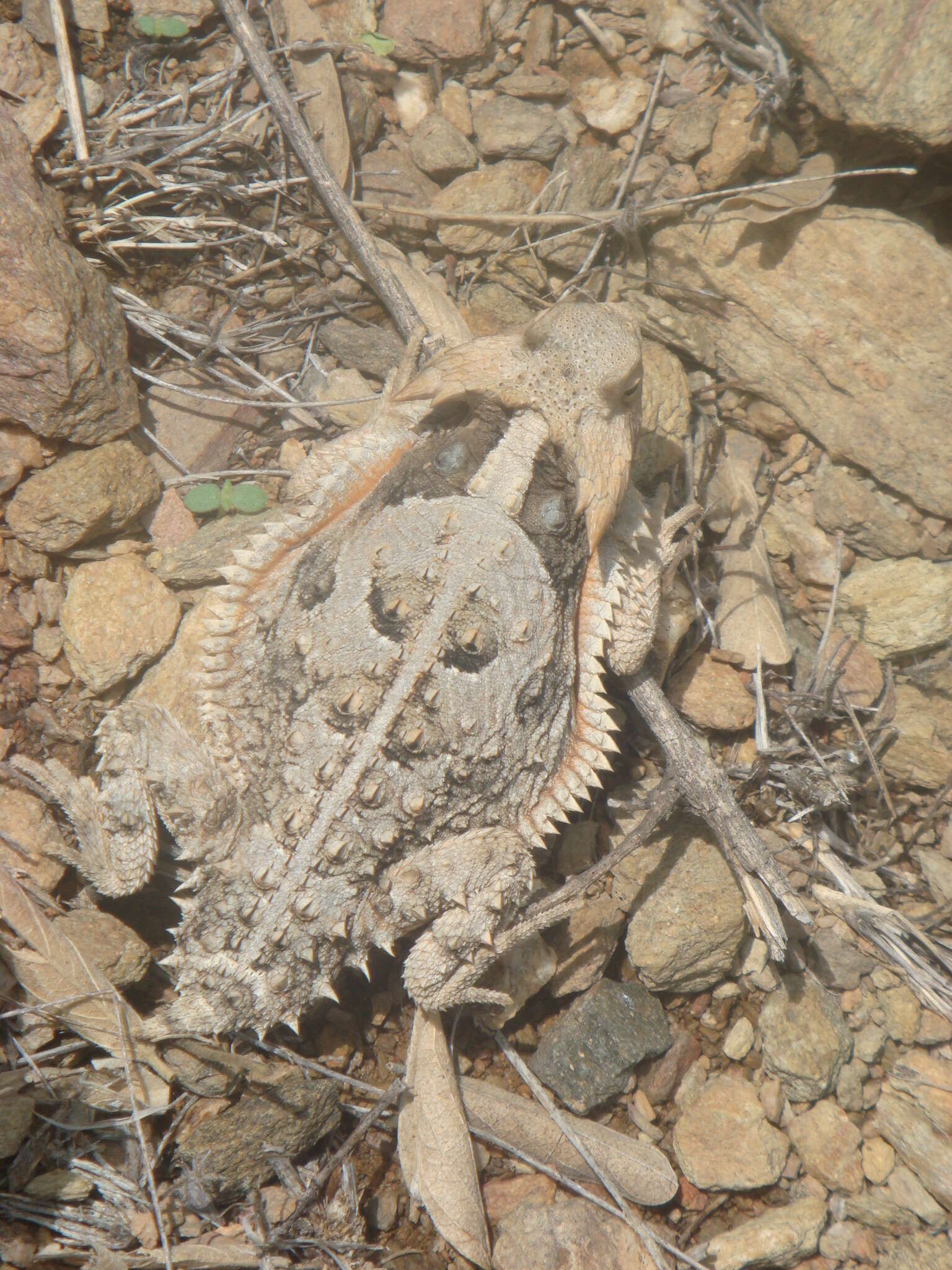 Image of Mexican Horned Lizard