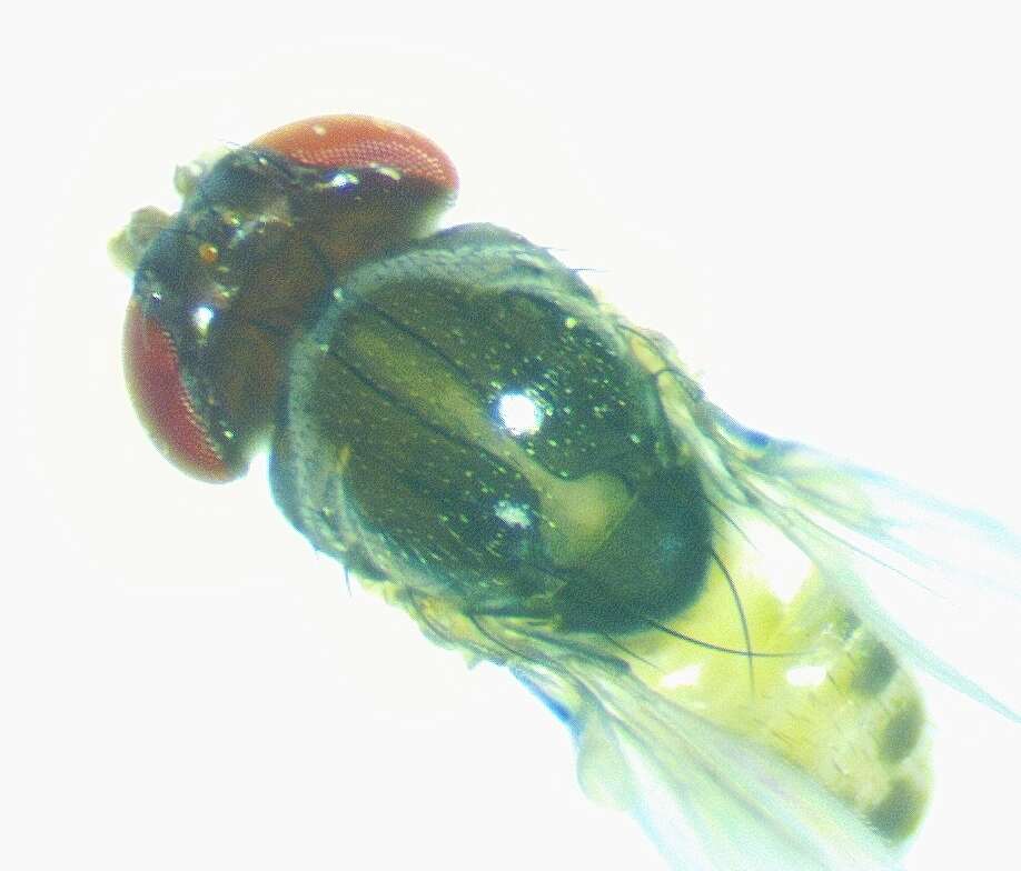 Image of Mycodrosophila dimidiata (Loew 1862)