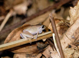 Image de Pristimantis urichi (Boettger ex Mole & Urich 1894)