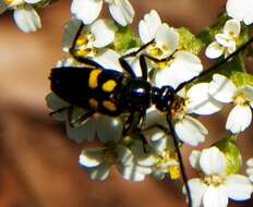 Image of Typocerus lunulatus (Swederus 1787)