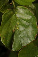 Image of Eriophyes inangulis