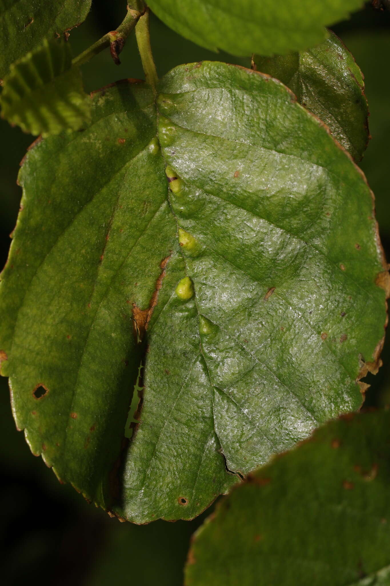 Imagem de Eriophyes inangulis