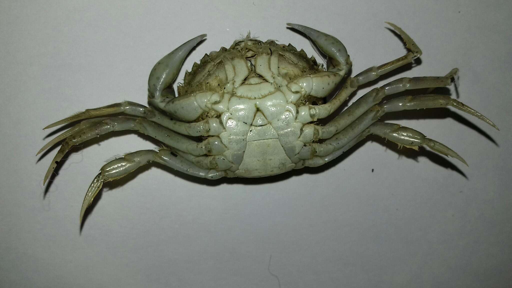 Imagem de Carcinus aestuarii Nardo 1847