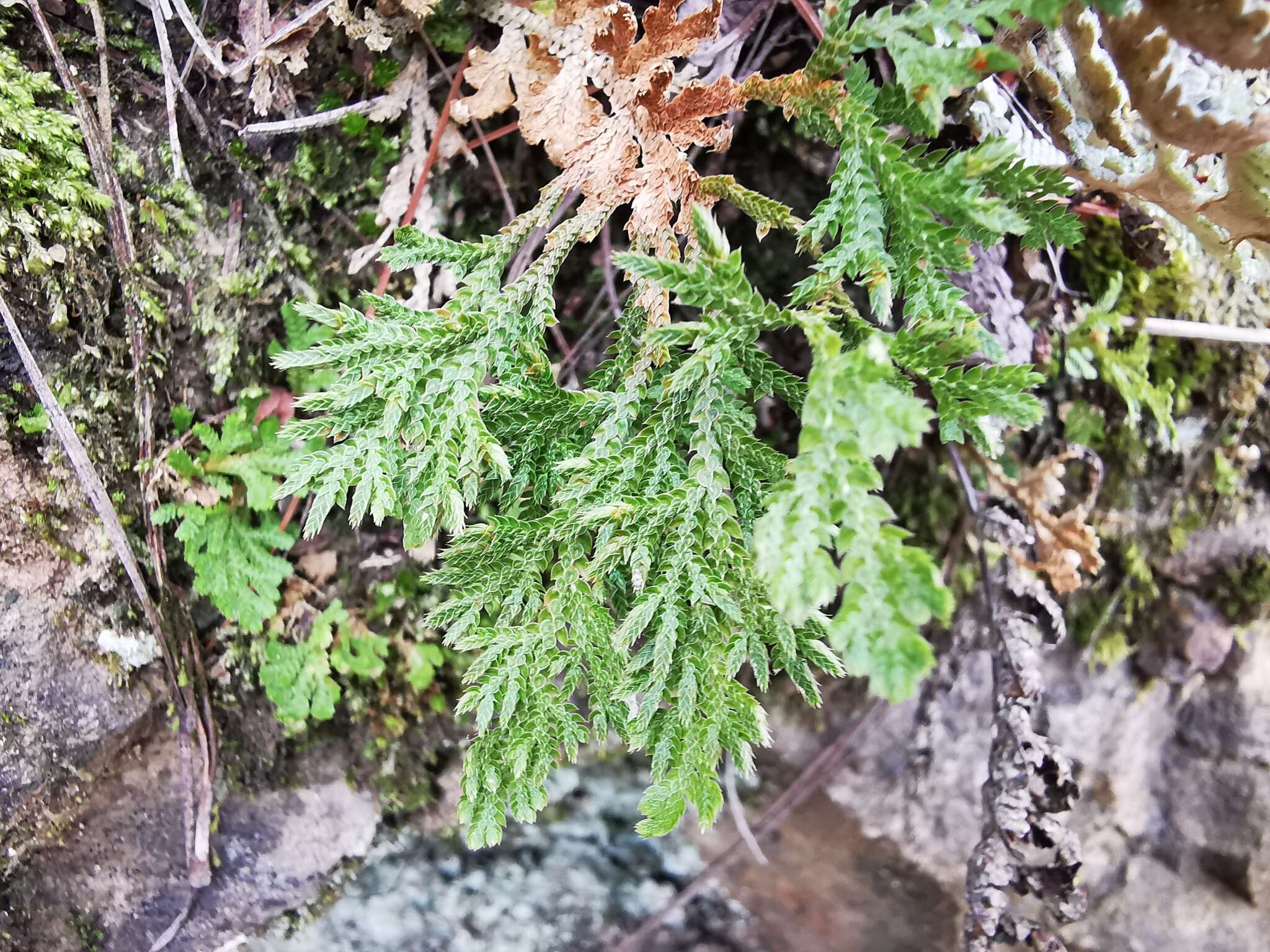 Image of Selaginella pallescens (C. Presl) Spring