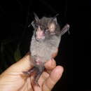 Image of Davies's Big-eared Bat