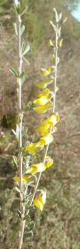 Sivun Wiborgia obcordata (P. J. Bergius) Thunb. kuva