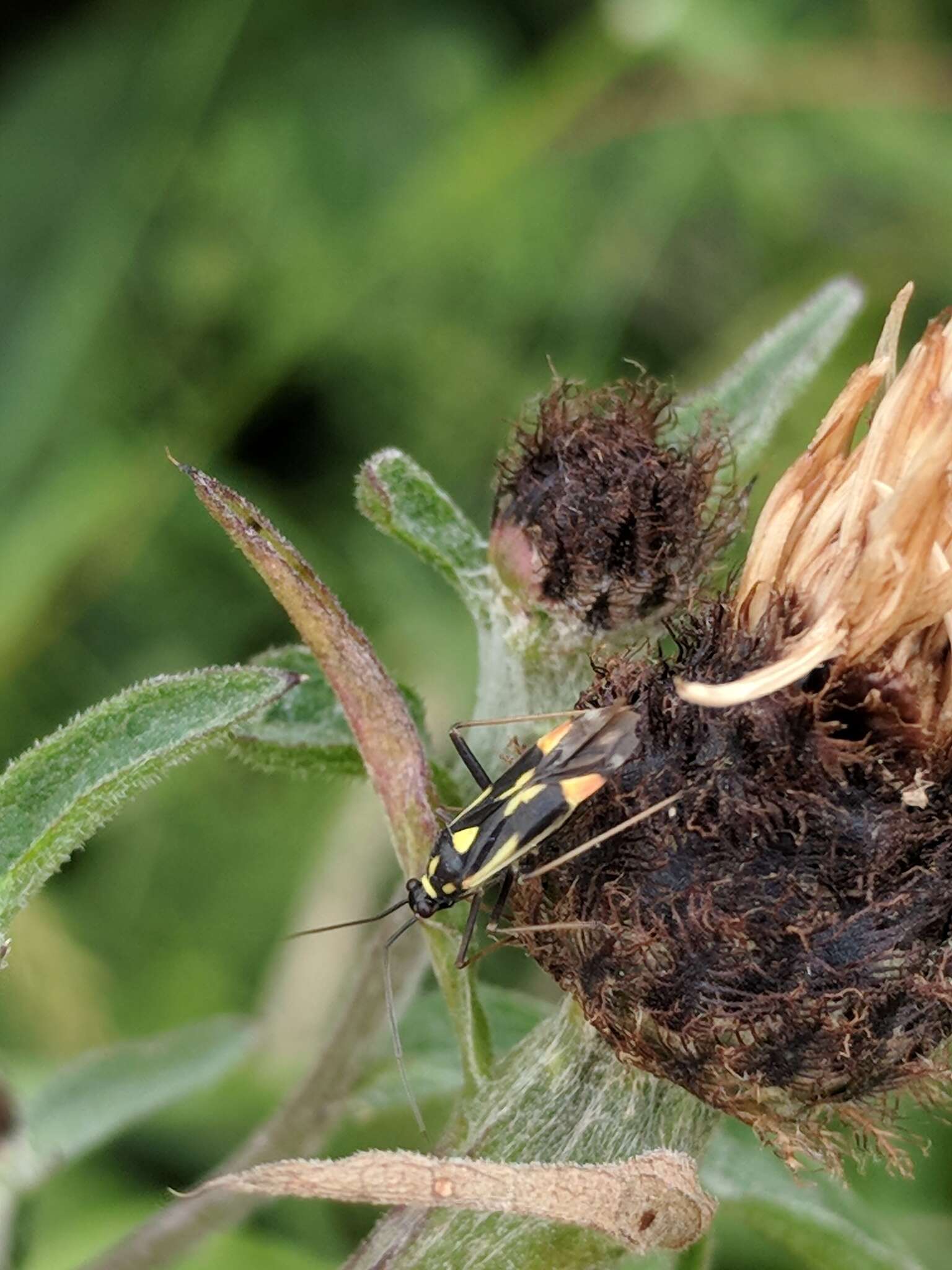 Image of Grypocoris stysi (Wagner 1968)