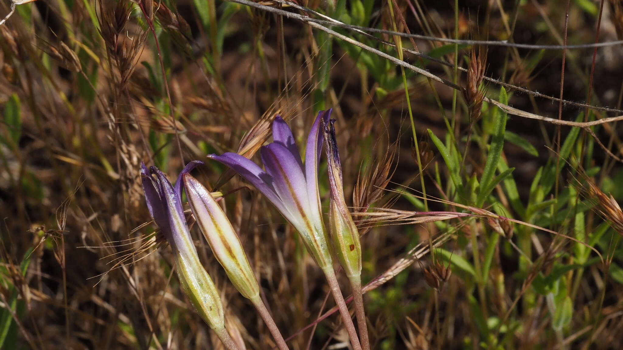 Image de Brodiaea orcuttii (Greene) Baker