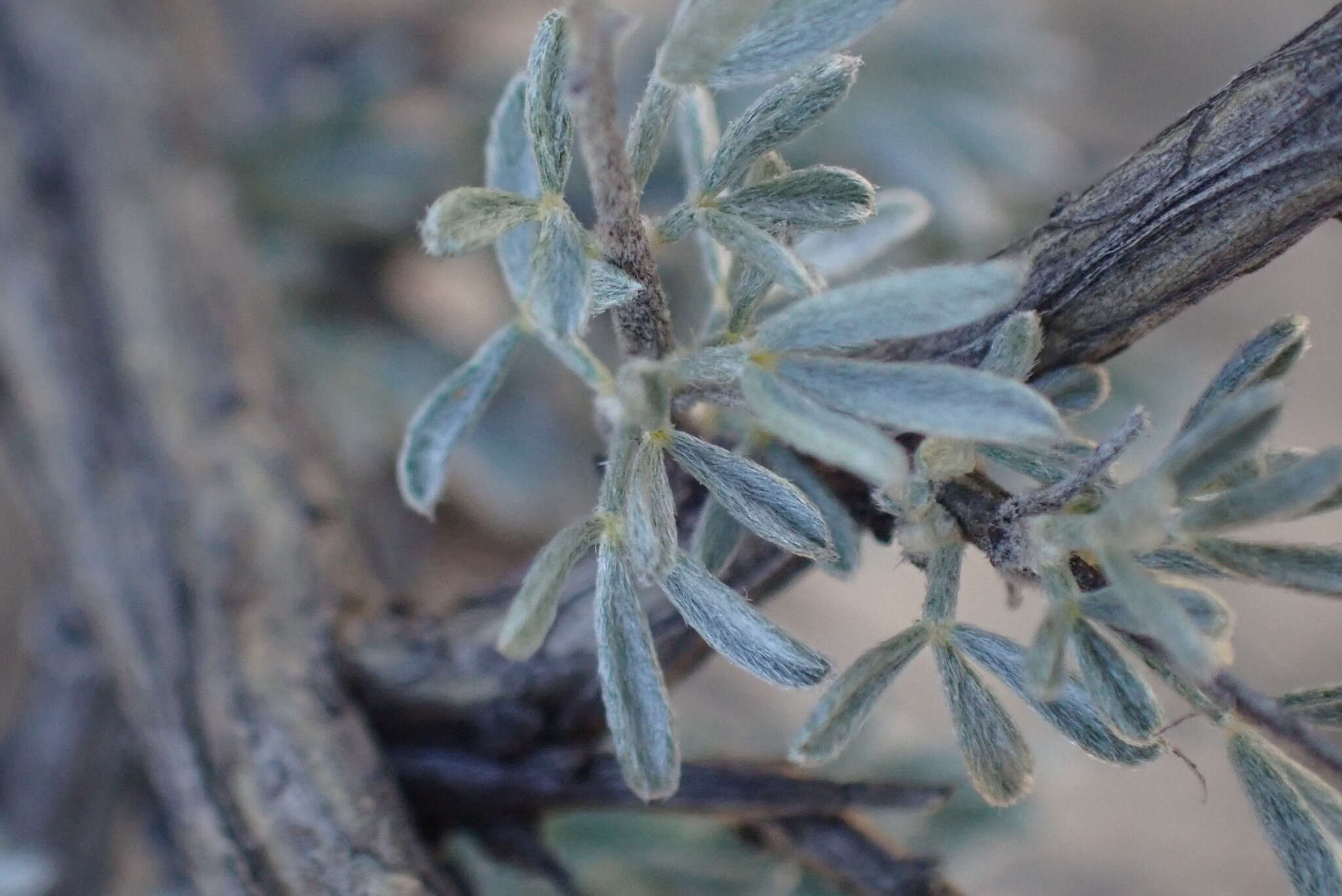 Image of Wiborgia sericea Thunb.