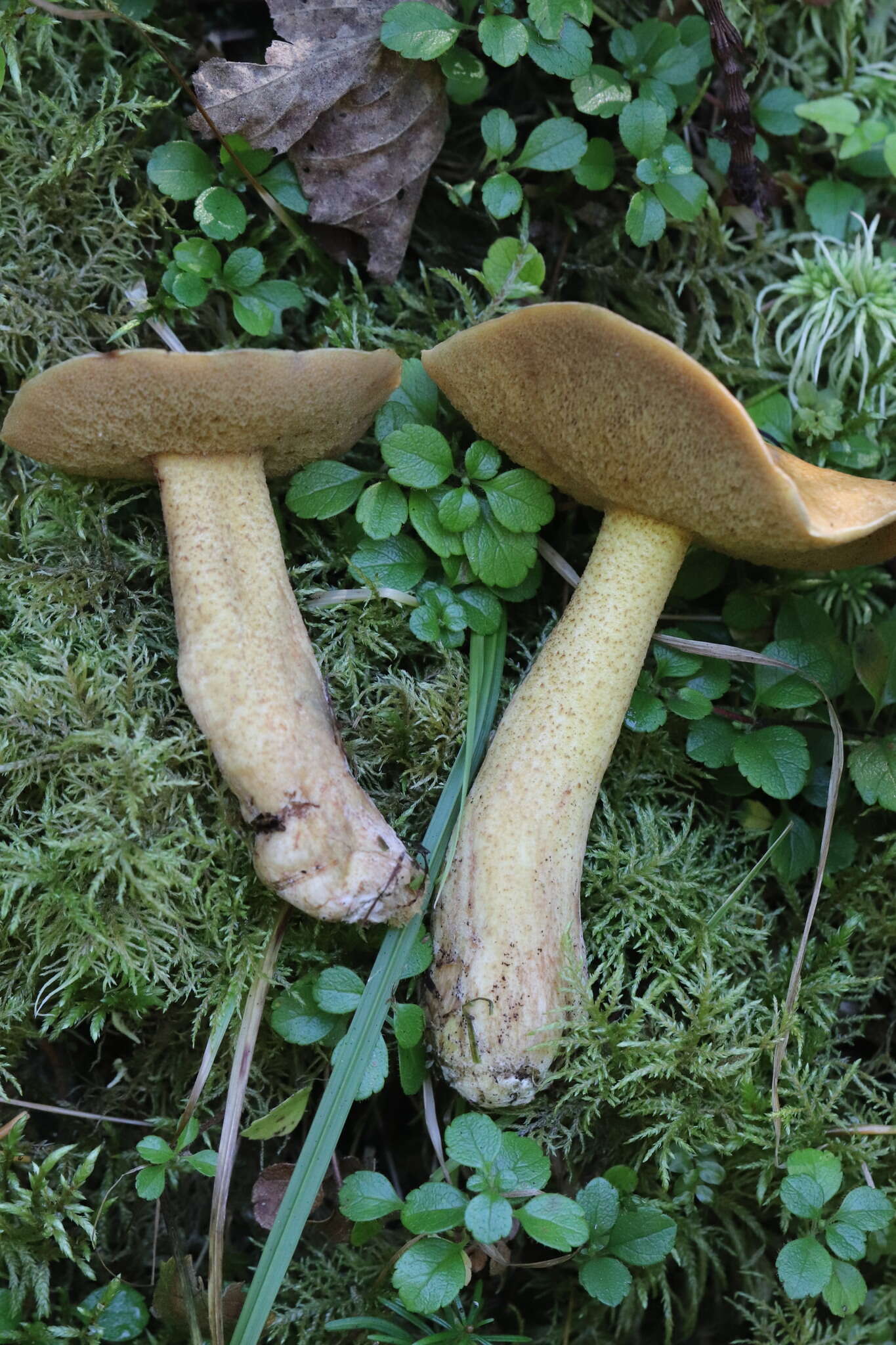 Imagem de Suillus plorans (Rolland) Kuntze 1898