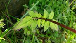 Image of Valeriana flaccidissima Maxim.