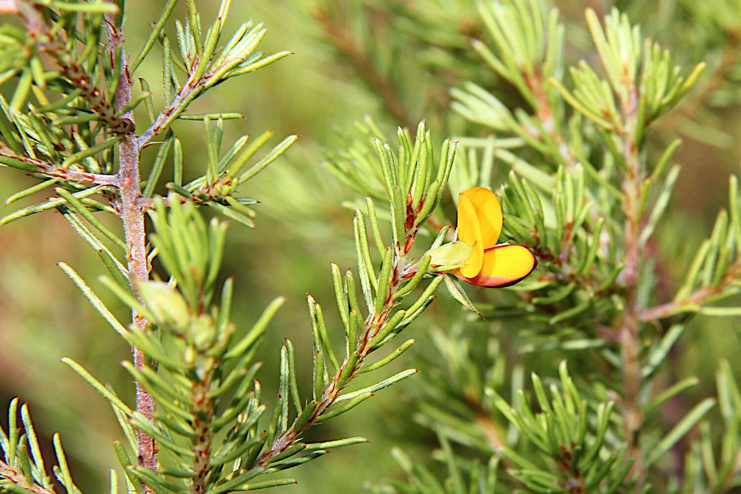 صورة Pultenaea boormanii H. B. Will.