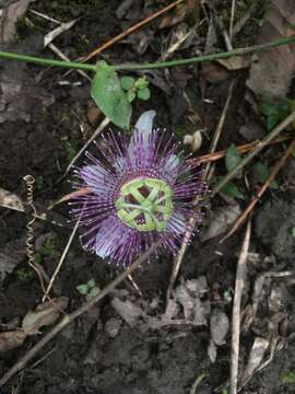 Passiflora sprucei Mast.的圖片