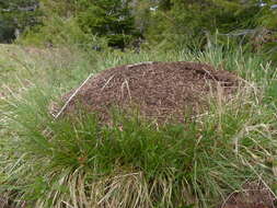 Image of Carex deflexa var. boottii L. H. Bailey