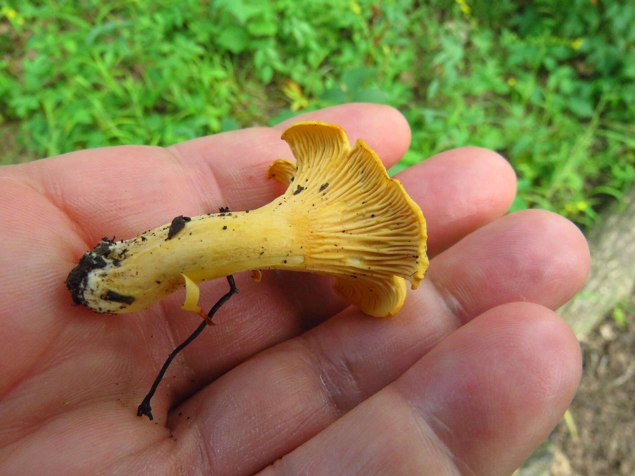 Imagem de Cantharellus chicagoensis Leacock, J. Riddell, Rui Zhang & G. M. Muell. 2016