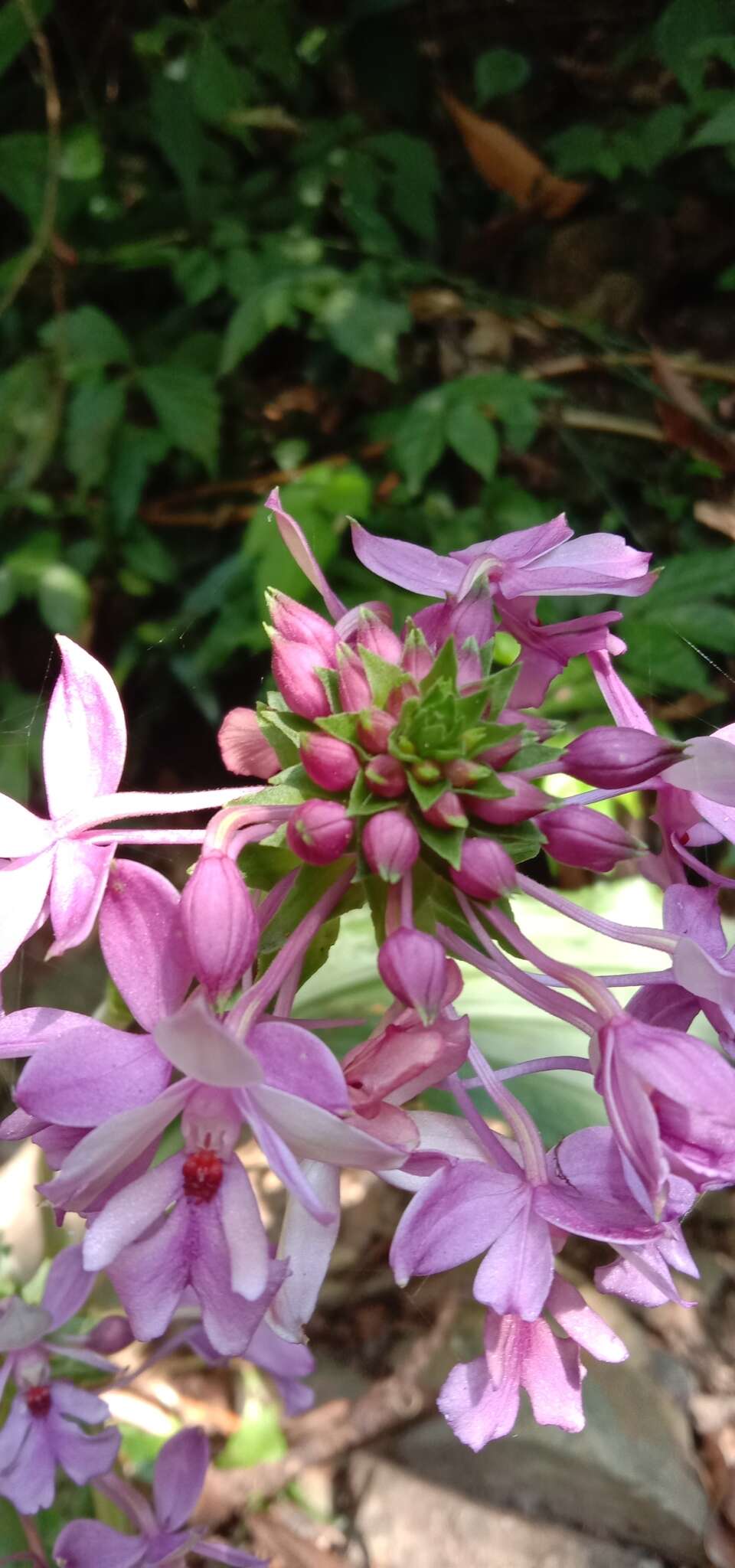 Image of Calanthe dominyi Lindl.