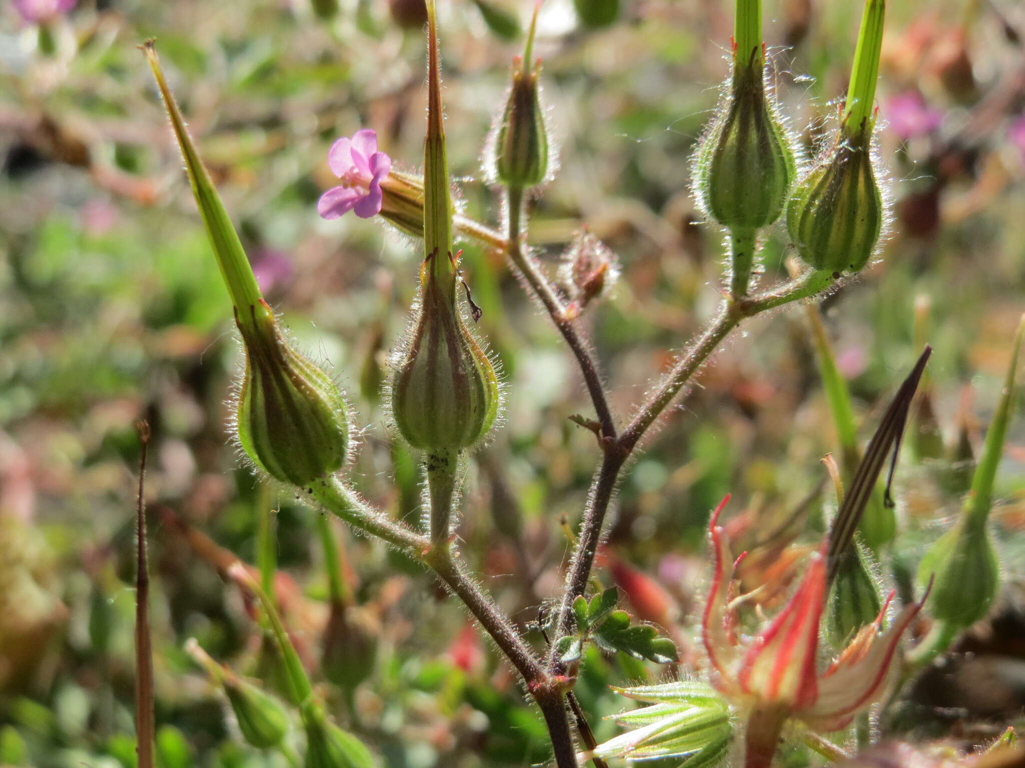 Image of Geranium purpureum Vill.