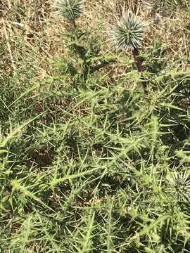 Image of Echinops spinosissimus subsp. spinosissimus