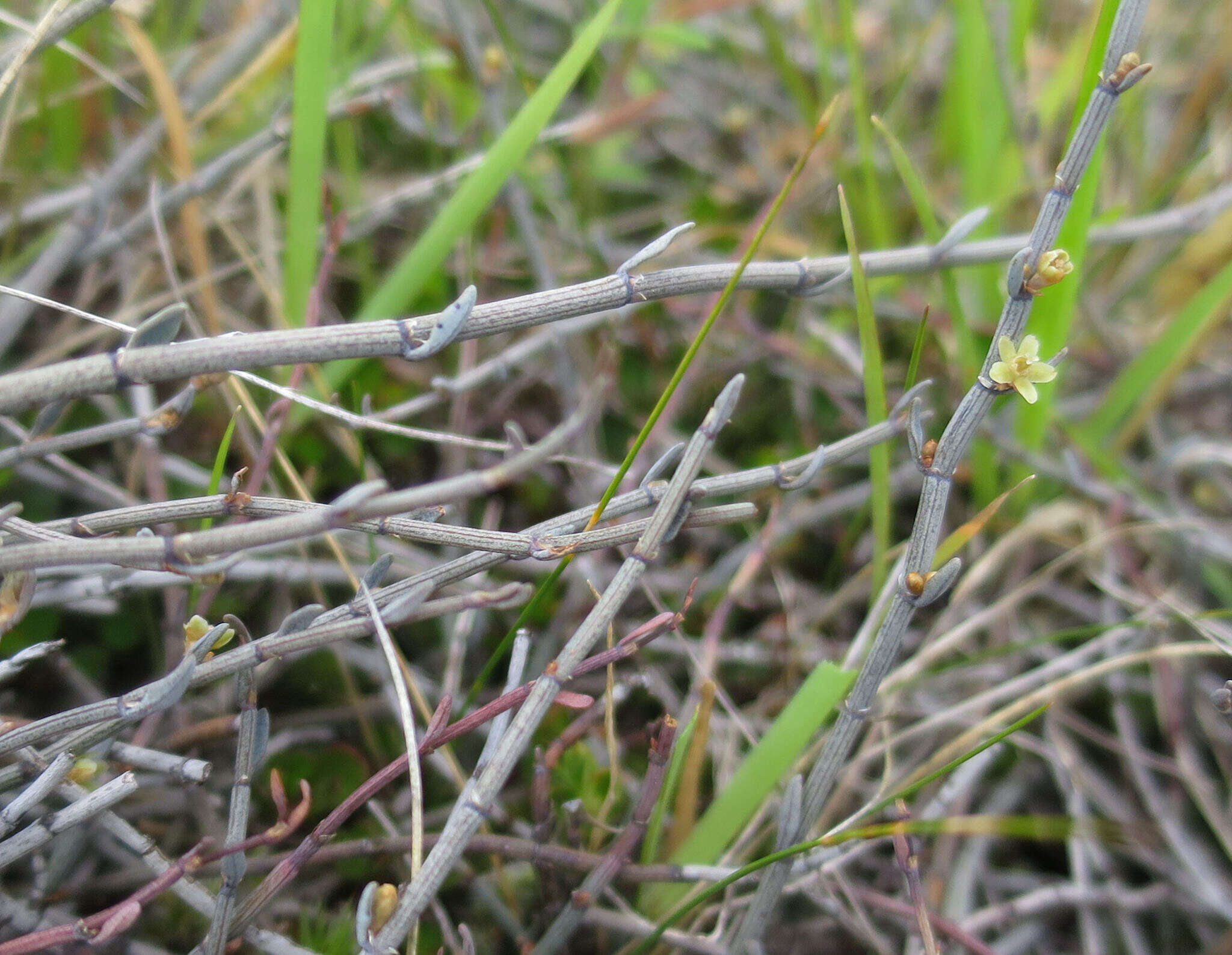 Image of Muehlenbeckia ephedroides Hook. fil.