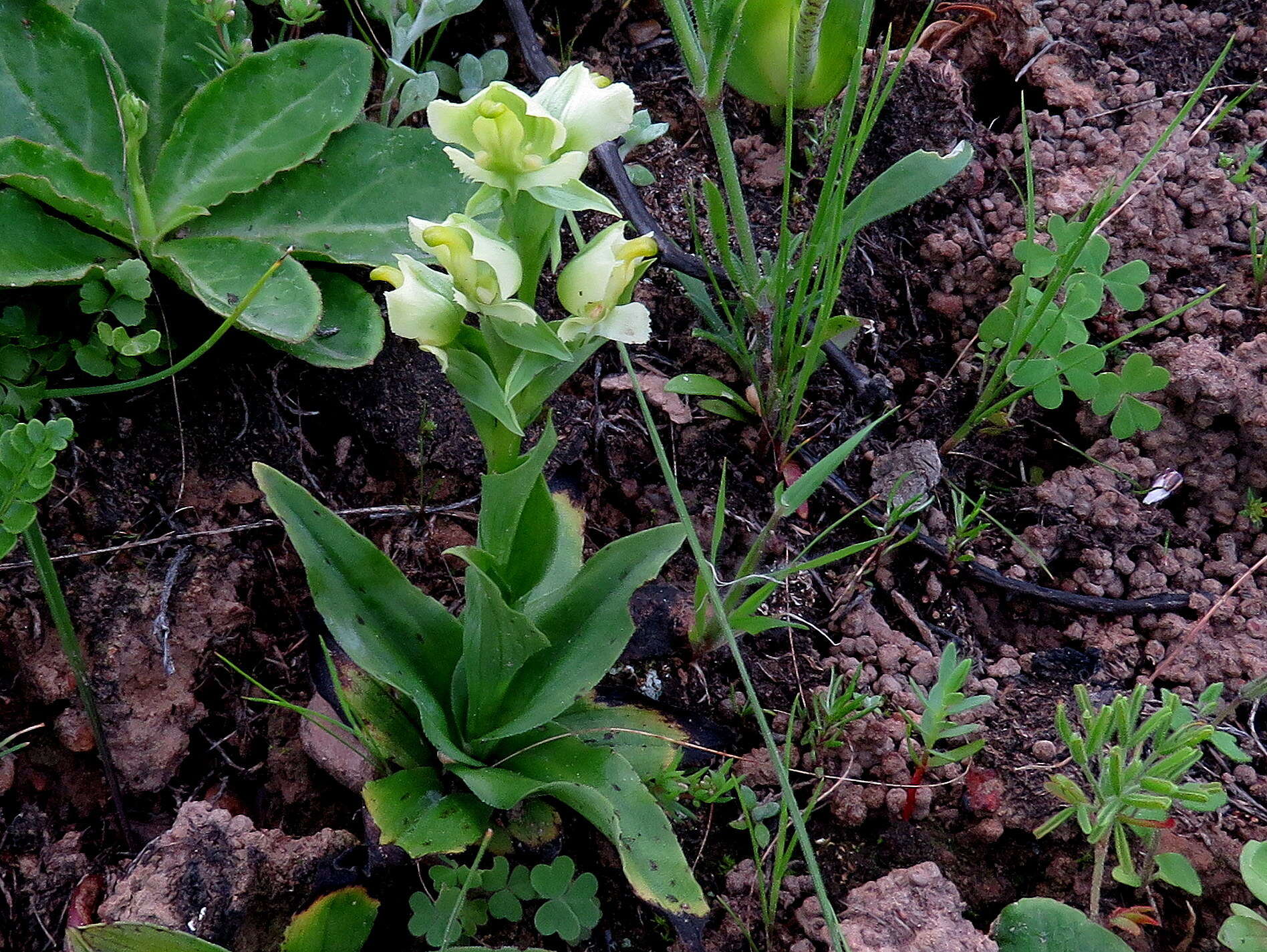 Pterygodium alatum (Thunb.) Sw. resmi