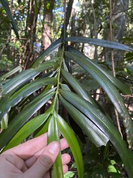 Podocarpus grayae de Laub. resmi