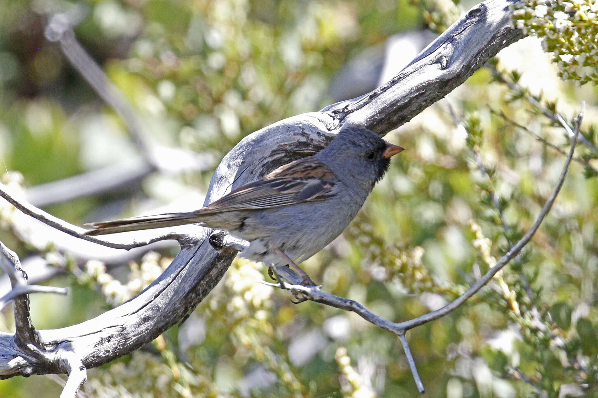 Image of Black-chinned Sparrow