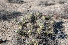 Image of Tephrocactus aoracanthus (Lem.) Lem.