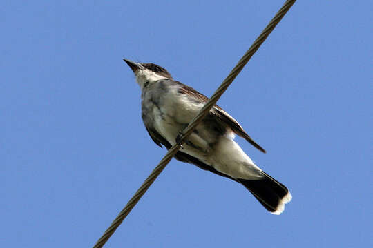 Image of Eastern Kingbird