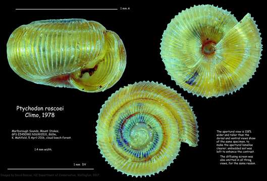 Image of Ptychodon roscoei Climo 1978