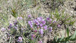 Imagem de Astragalus spatulatus Sheldon