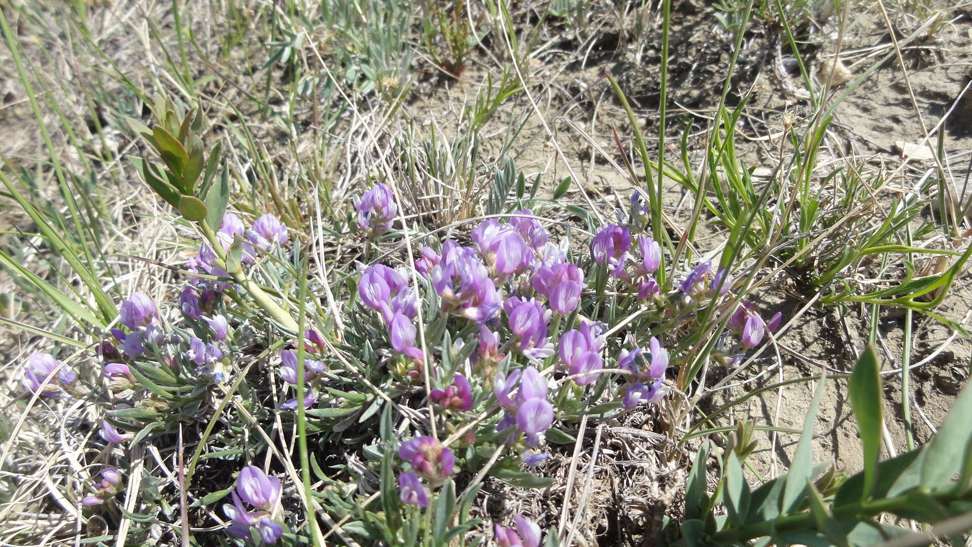 Image of tufted milkvetch