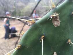 Image of Opuntia wilcoxii Britton & Rose